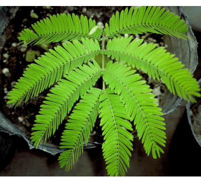 Йопо (1 шт) / Anadenanthera colubrina (cebil)